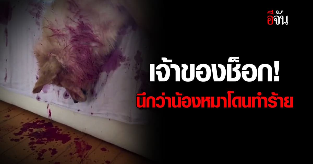 เจ้าของสะอื้น! น้องหมานอนแน่นิ่ง ก่อนรู้ความจริงสุดช็อก