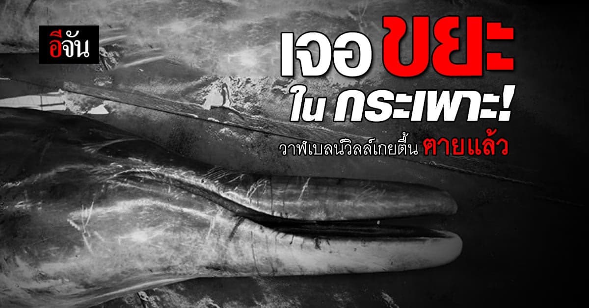 วาฬเบลน์วิลล์เกยตื้น ตายแล้ว ช็อก! เจอขยะทะเลในกระเพาะอาหาร