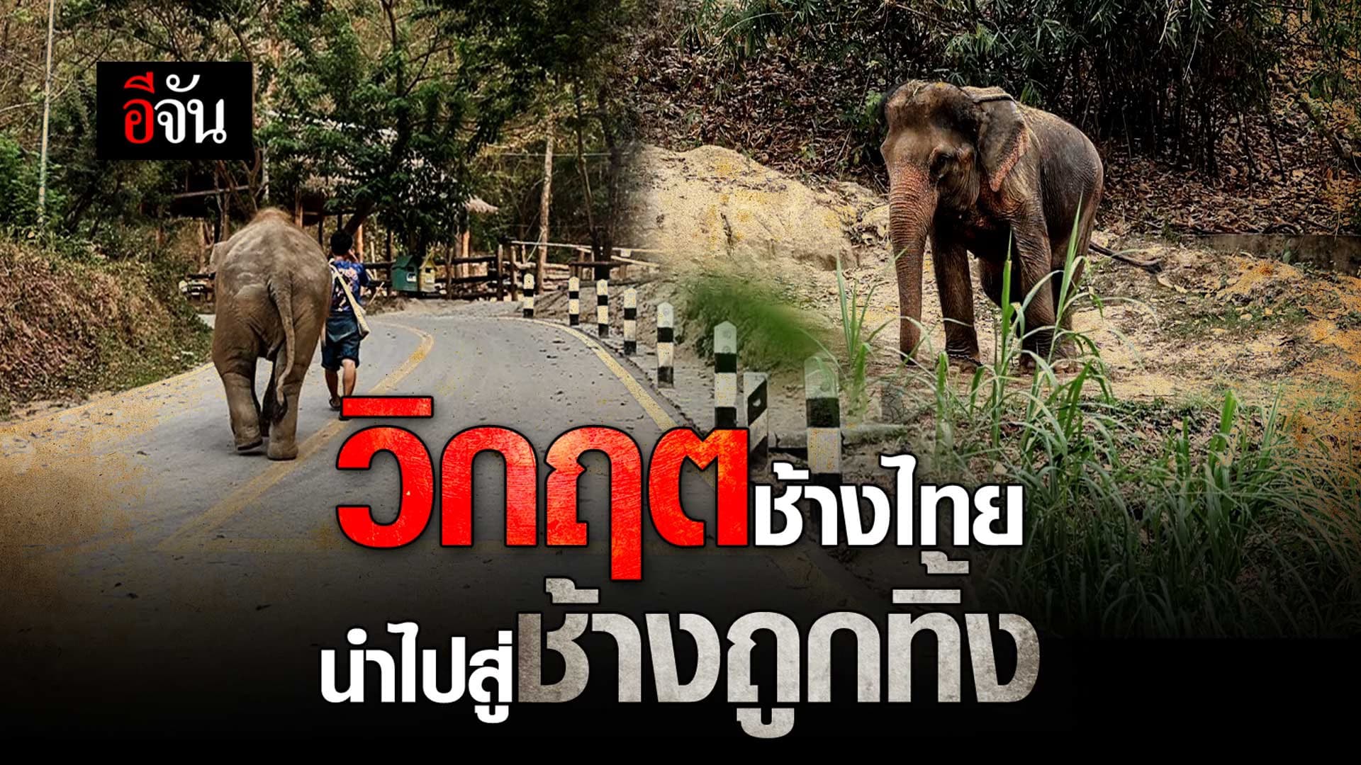 🎬 วิกฤต ช้างไทย ที่นำไปสู่ ช้างถูกทิ้ง