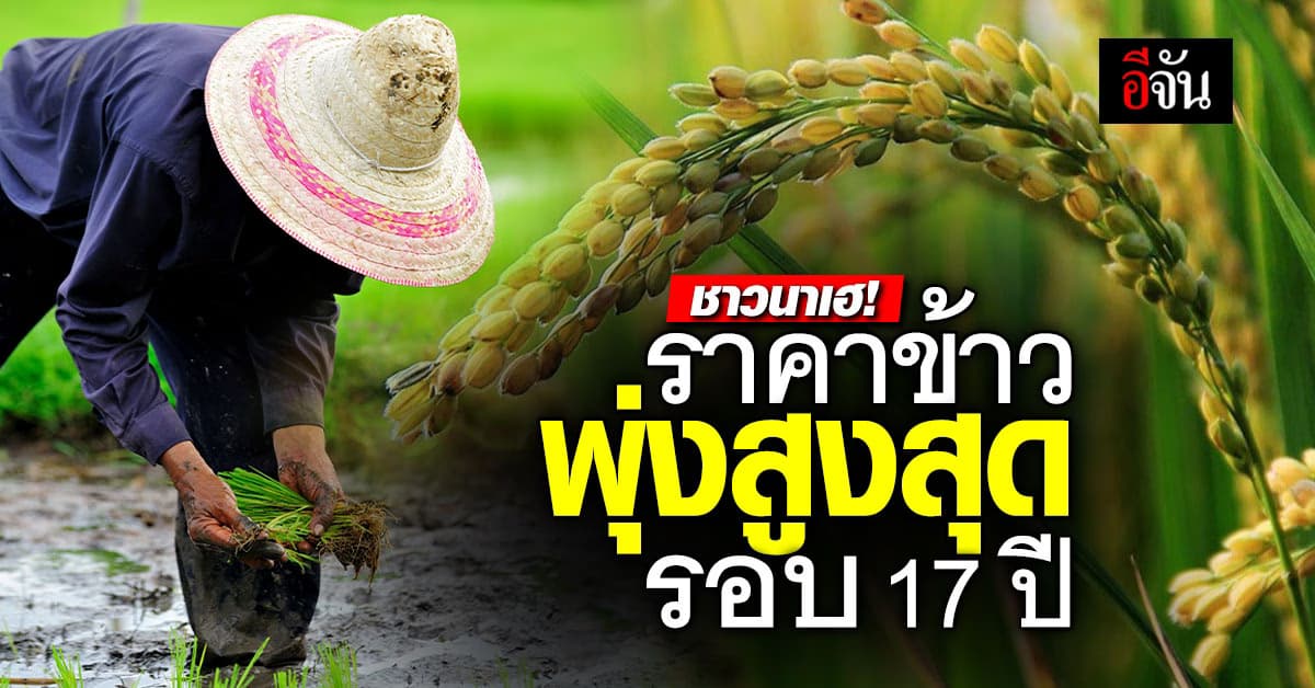 ชาวนายิ้ม ราคาข้าวพุ่งเกินตันละหมื่น สูงสุดรอบ 17 ปี มีลุ้นขยับขึ้นอีก