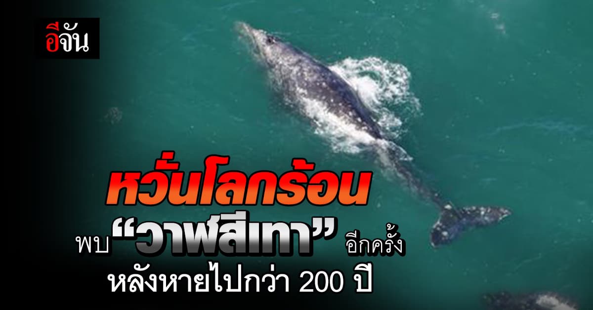 ฮือฮา! พบ “วาฬสีเทา” ในนิวอิงแลนด์อีกครั้ง หลังหายไปกว่า 200 ปี