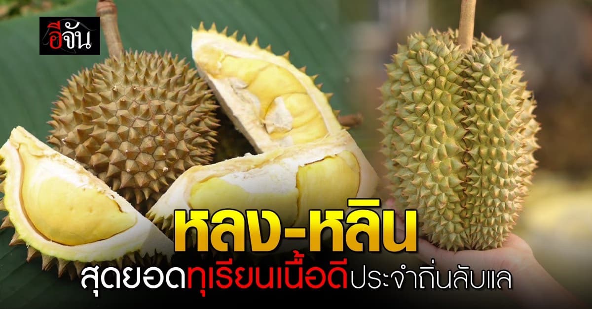 หลง-หลิน สุดยอดทุเรียนเนื้อดี ประจำถิ่นลับแล จังหวัดอุตรดิตถ์