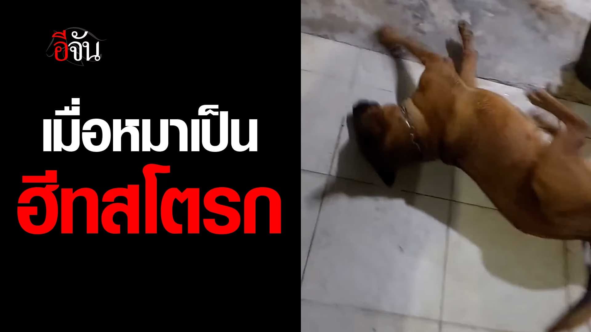 🎬 อากาศร้อน จนหมาเป็นฮีทสโตรก