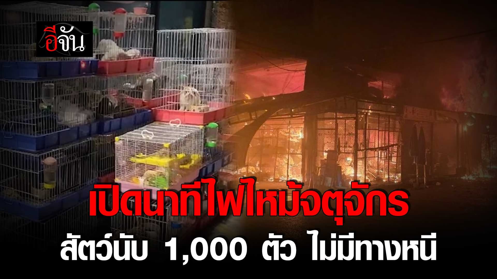 🎬 เปิดนาที ไฟไหม้จตุจักร สัตว์นับ 1,000 ตัว ไม่มีทางหนี