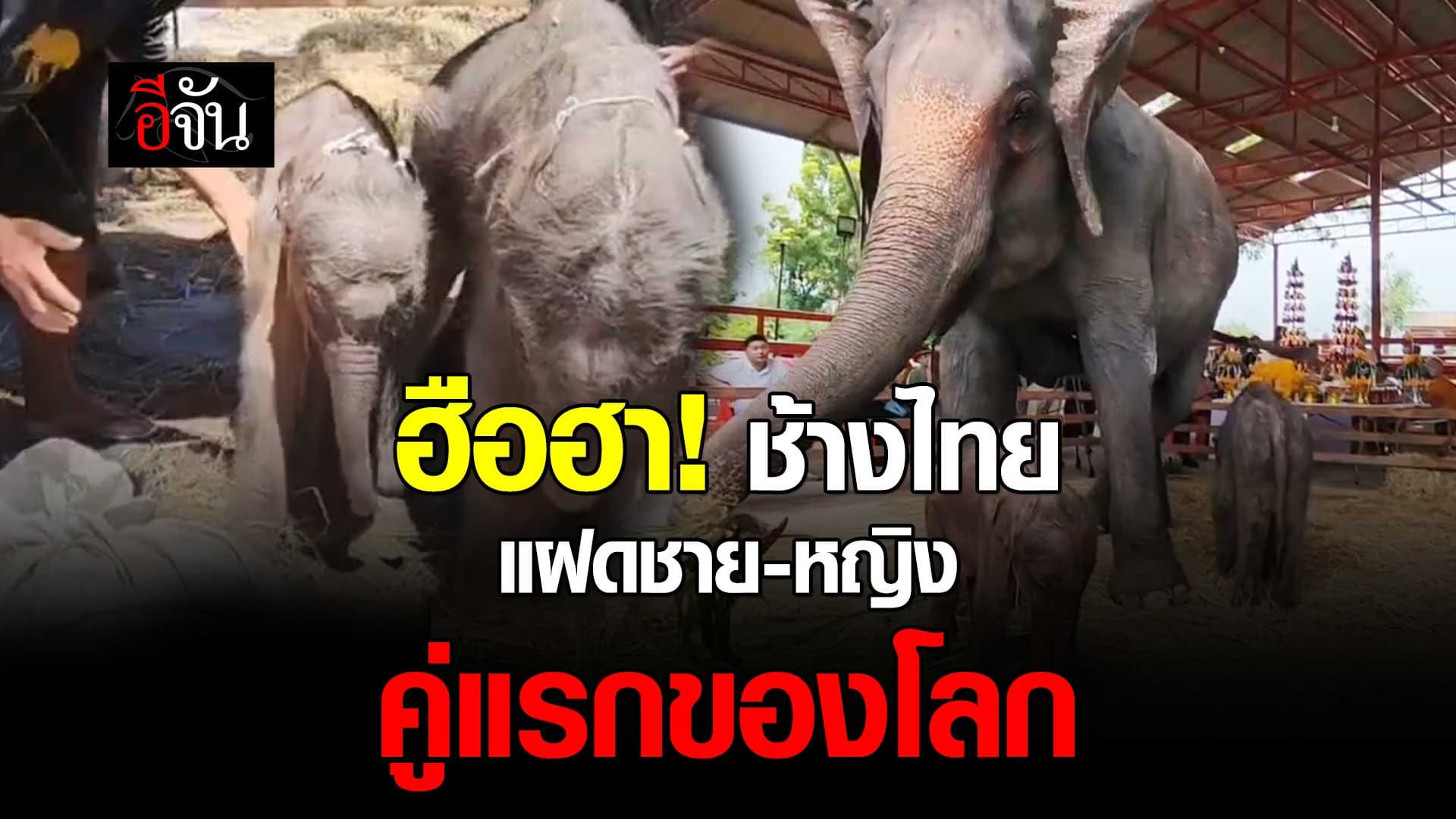 🎬 ช้างไทย แฝดชาย-หญิง คู่แรกของโลก