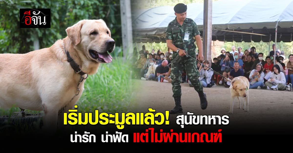 ประมูลสุนัขทหาร น่ารัก น่าฟัด แต่ไม่ผ่านเกณฑ์