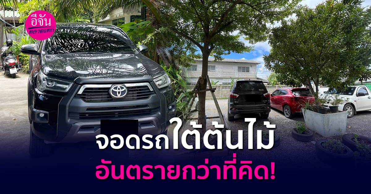 ภัยร้ายอาจมาเยือน! 4 เหตุผล ที่ไม่ควรจอดรถใต้ต้นไม้