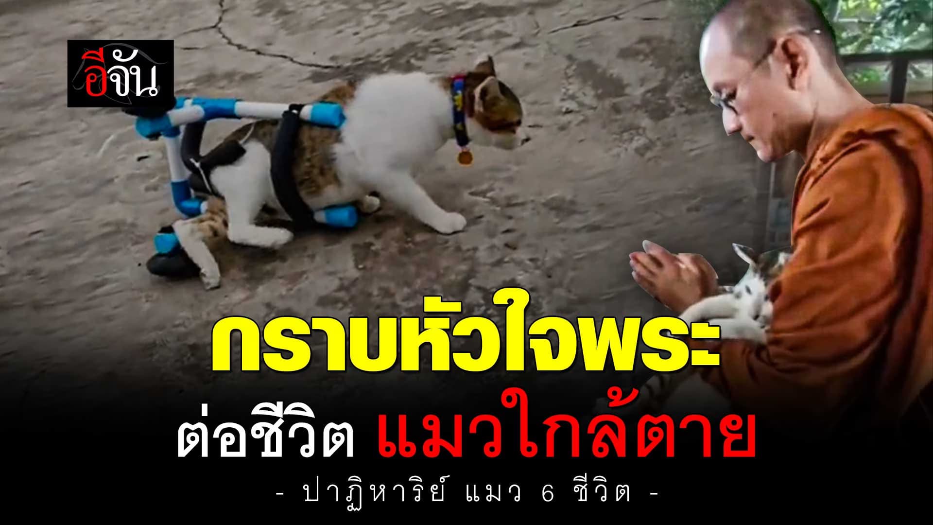 🎬 กราบหัวใจพระ ต่อชีวิต เจ้าไมค์ แมวใกล้ตาย