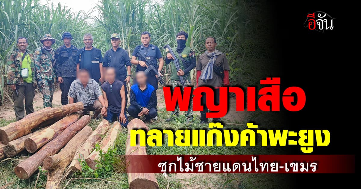 พญาเสือ บุกทลายแก๊งค้าไม้พะยูง ซุกป่าอ้อยใกล้ชายแดนไทย-กัมพูชา