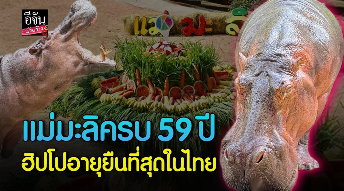 สวนสัตว์เปิดเขาเขียว ชวนฉลองวันเกิด แม่มะลิ ครบรอบ 59 ปี