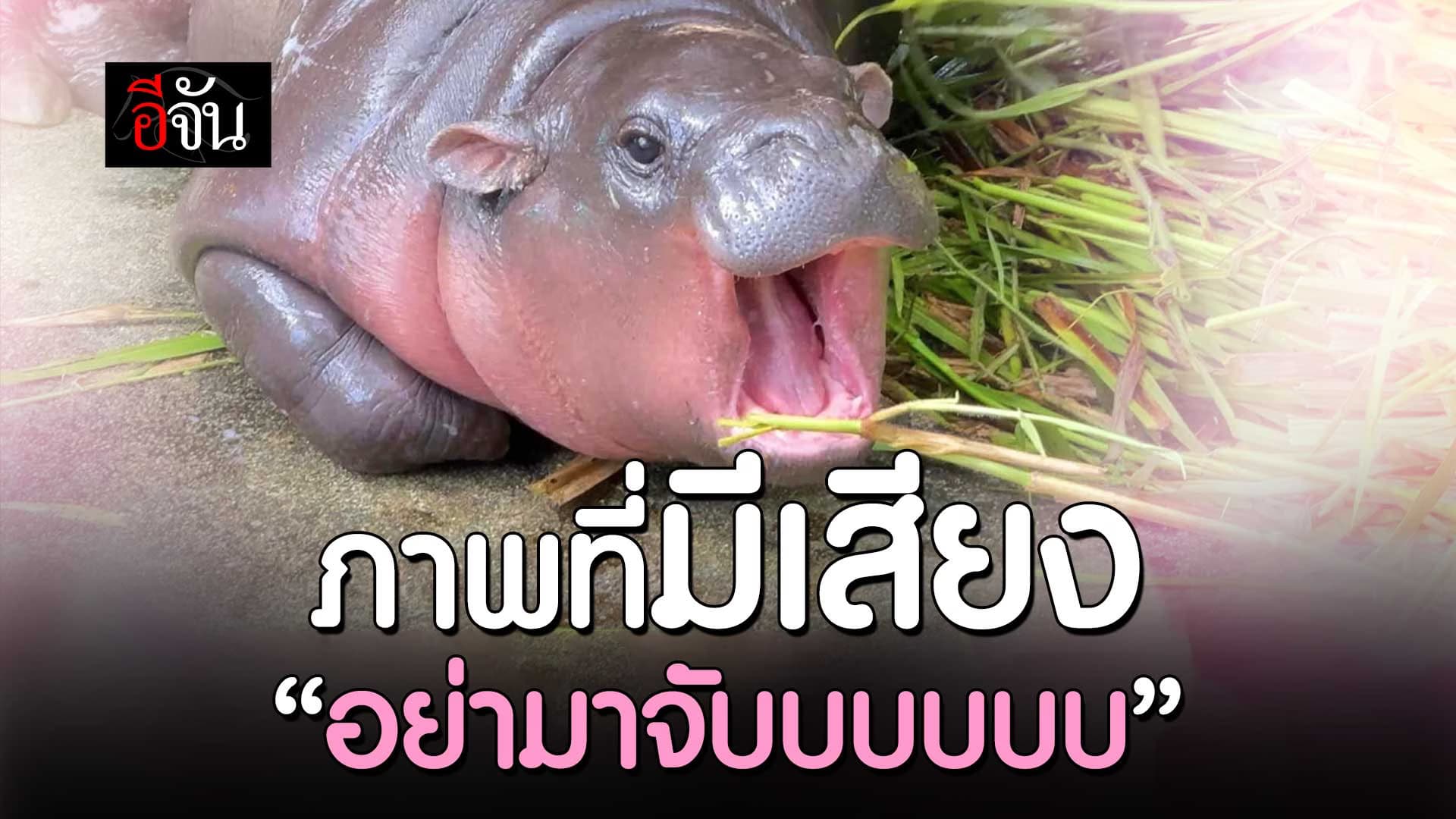 🎬 หมูเด้ง ตัวตึง สวนสัตว์เปิดเขาเขียว