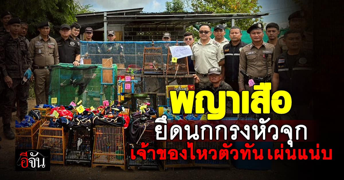 พญาเสือ ทลายแหล่งลักลอบค้านก ยึดนกกรงหัวจุก 81 ตัว