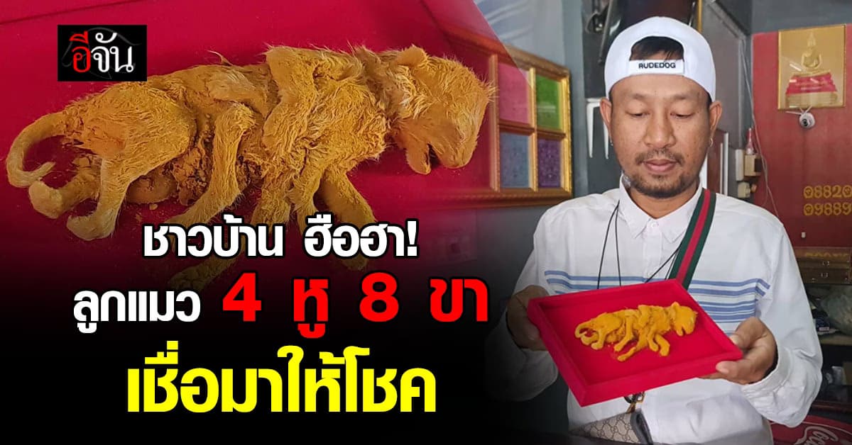 ชาวบ้าน ฮือฮา! ลูกแมวประหลาด 4 หู 8 ขา เชื่อมาให้โชค