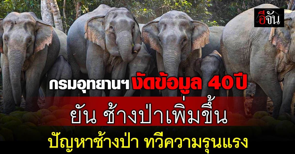 กรมอุทยานฯ งัดหลักฐาน 40 ปี ยัน จำนวนช้างป่าเพิ่มขึ้น – สร้างปัญหาใหญ่ให้ชุมชน