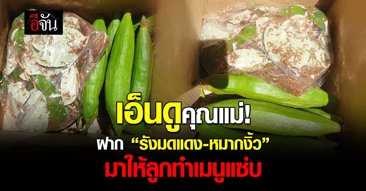 เอ็นดูคุณแม่! ฝาก “รังมดแดง-หมากงิ้ว” มาให้ลูกทำเมนูแซ่บ