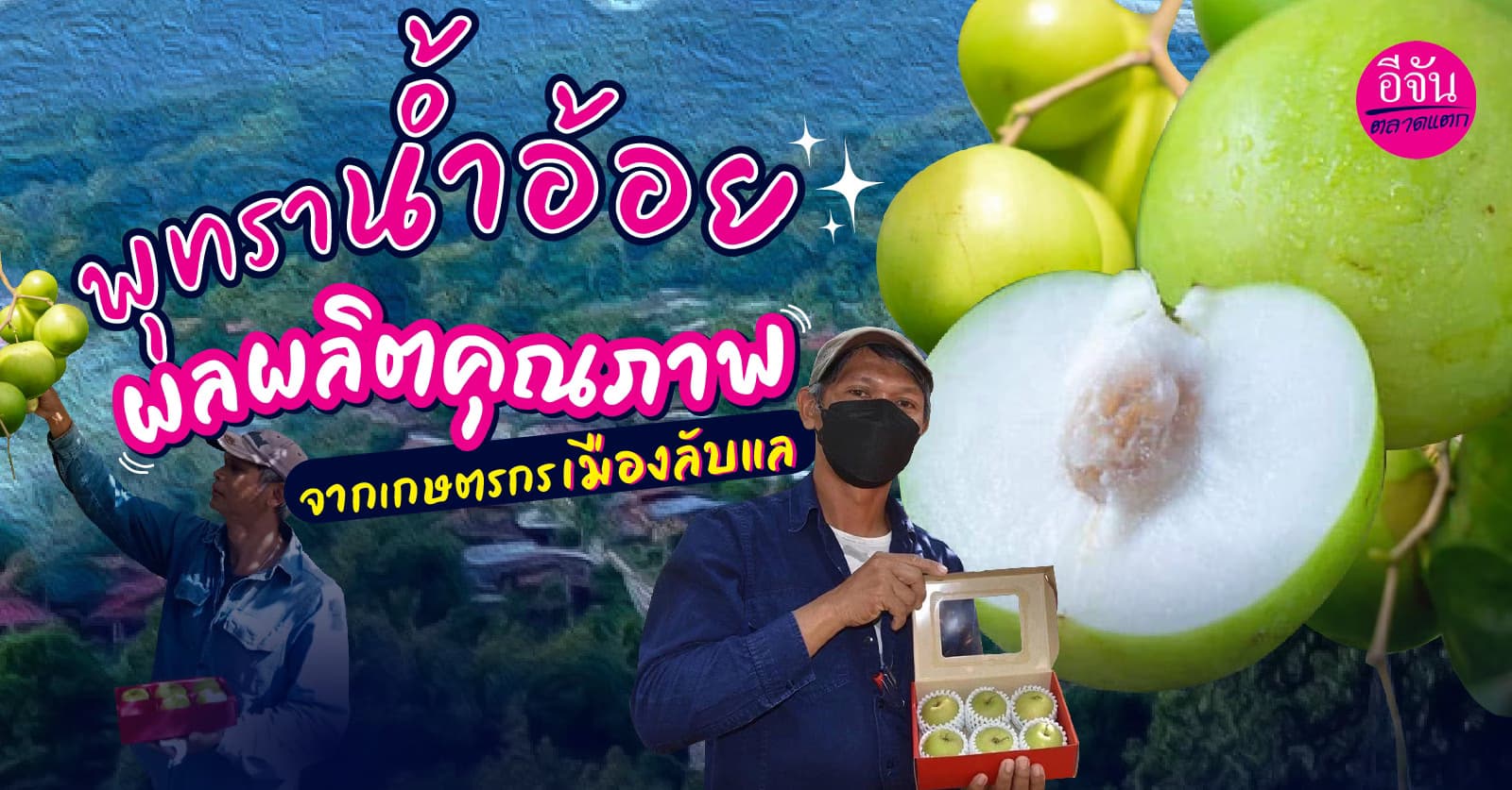 ทำความรู้จัก “พุทราน้ำอ้อย“ ของอร่อยจากเมืองลับแล ผลใหญ่กว่าพุทราทั่วไป 3 เท่า
