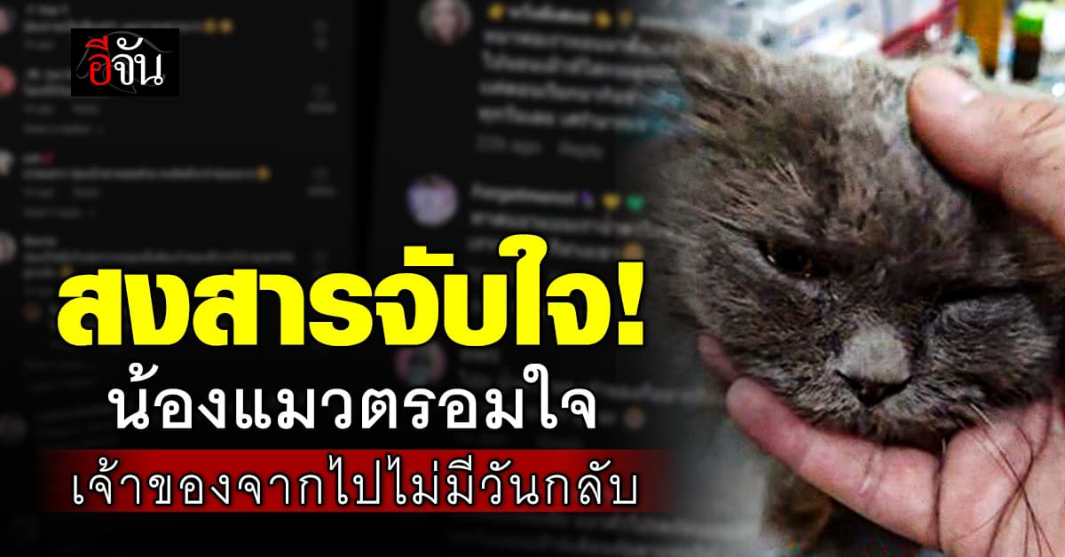 สุดเวทนา! หมอเนย์ โพสต์ภาพ น้องแมวซึมเศร้า เหตุ เจ้าของจากไปไม่มีวันกลับ