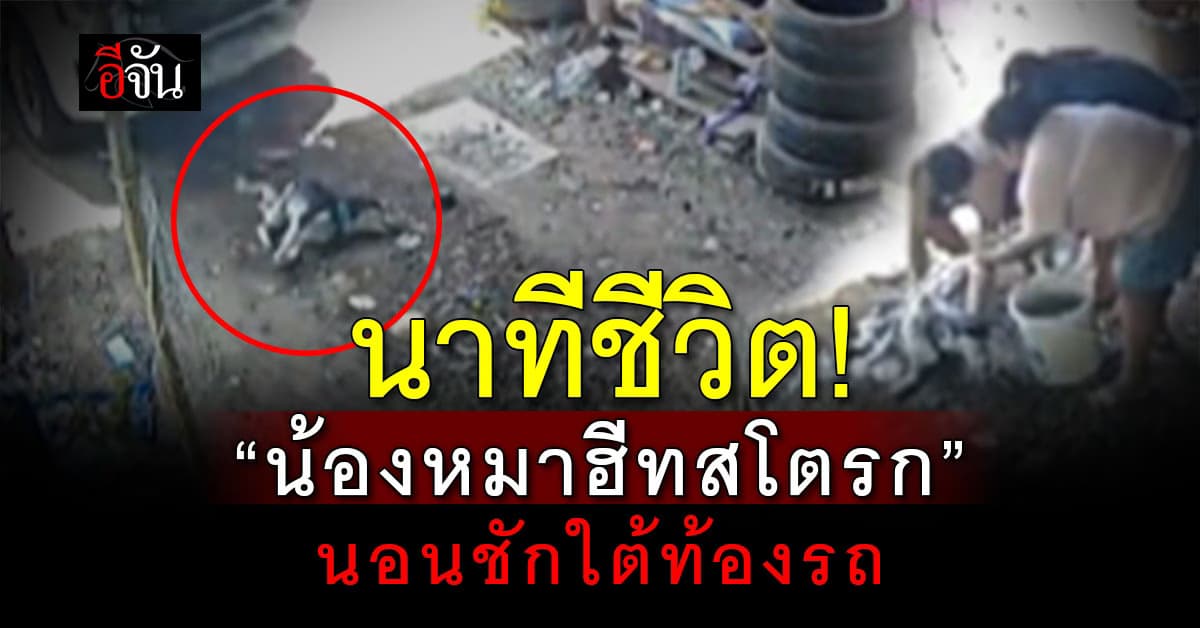 นาทีชีวิต! “น้องหมาฮีทสโตรก”นอนชักใต้ท้องรถ สุดท้ายรอดหวุดหวิด