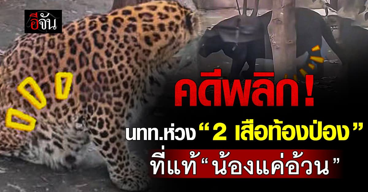คดีพลิก! นักท่องเที่ยวเห็น 2 เสือท้องป่อง ก่อนแจ้งสวนสัตว์ ที่แท้ “น้องแค่อ้วน”