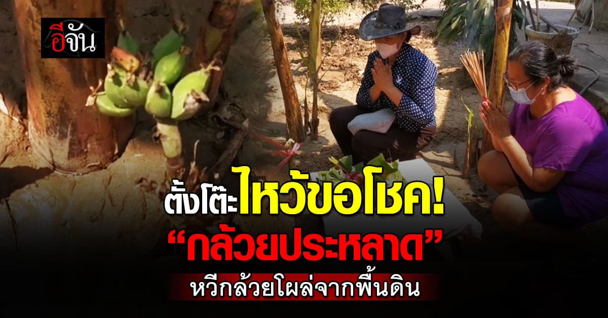 ชาวบ้านฮือฮา! ตั้งโต๊ะไหว้ขอโชค “กล้วยประหลาด” หวีกล้วยโผล่จากพื้นดิน