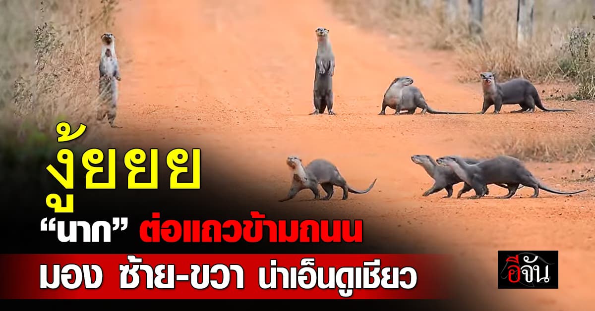 น่าเอ็นดู! “นาก” ต่อแถวข้ามถนน มอง ซ้าย-ขวา อย่างเป็นระเบียบ