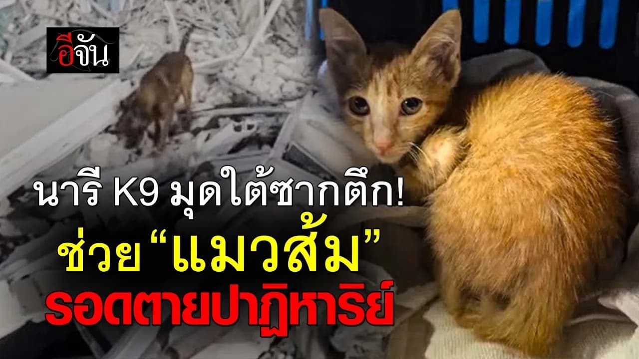 🎬 นารี สุนัข K9 มุดใต้ซากตึก! ช่วย “แมวส้ม“ รอดตายปาฏิหาริย์