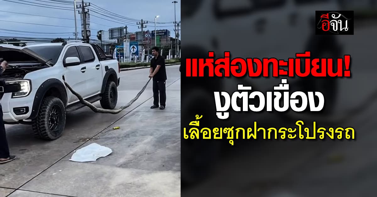 เข้าไปได้ไง? งูตัวเขื่องเลื้อยซุกฝากระโปรงรถ ทำชาวเน็ตอึ้ง แห่ส่องเลขทะเบียน