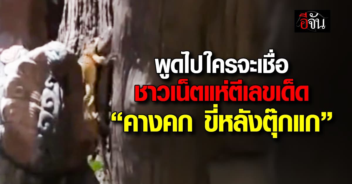 พูดไปใครจะเชื่อ ชาวเน็ตแห่ตีเลขเด็ด “คางคกขี่หลังตุ๊กแก”