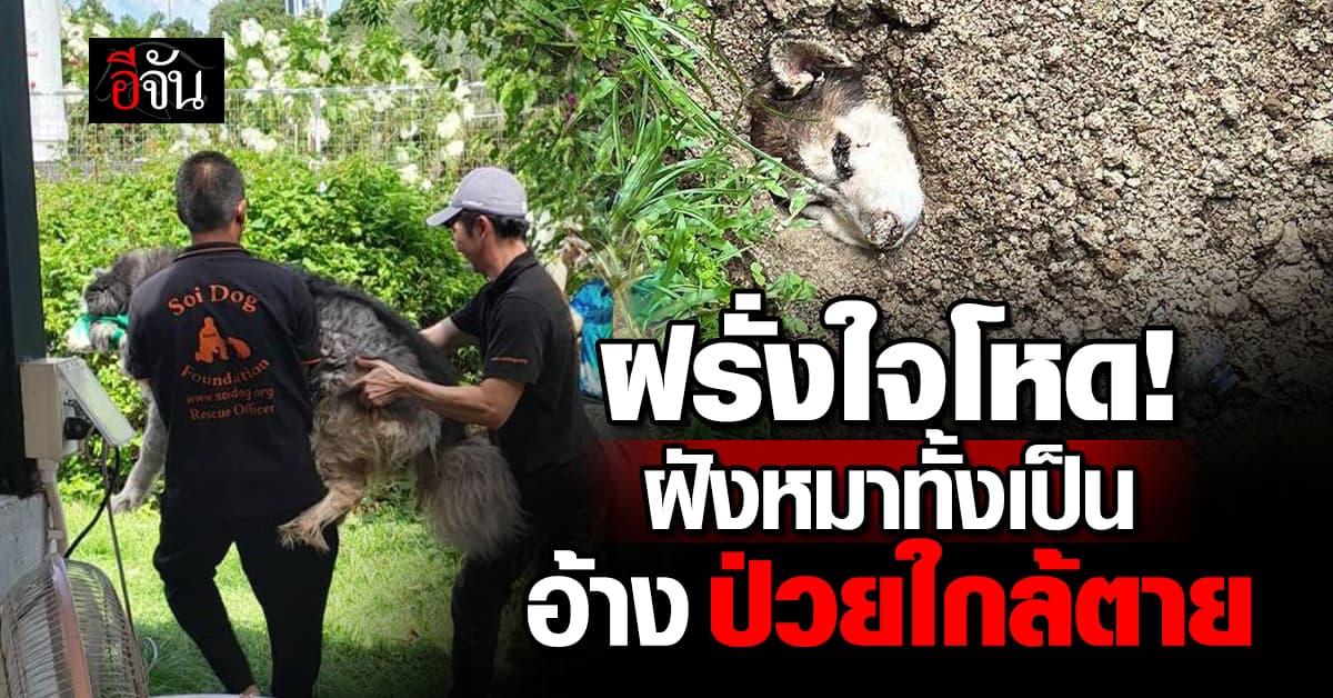 หนุ่มฝรั่ง “ฝังหมาทั้งเป็น” อ้างป่วยใกล้ตายอีก 3 วัน