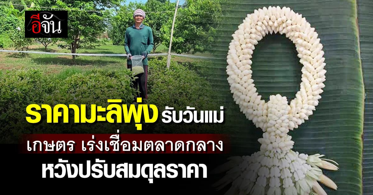 ราคามะลิพุ่งรับวันแม่ เกษตรเร่งเชื่อมตลาดกลางระบายสินค้า หวังปรับสมดุลราคา