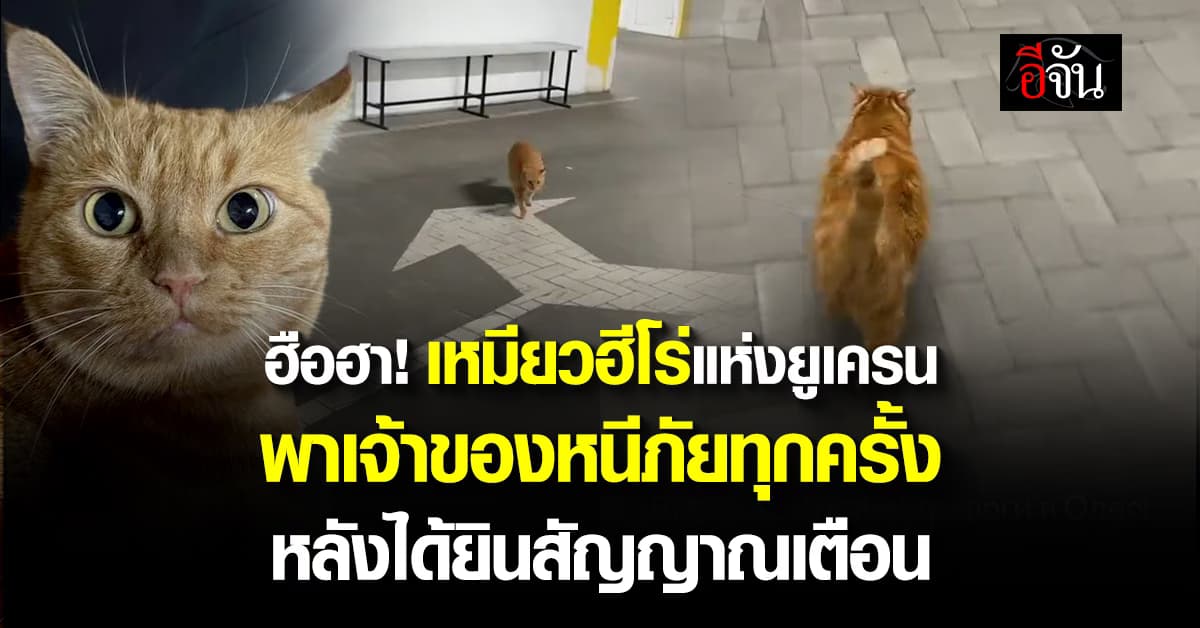 ฮือฮา! เหมียวฮีโร่แห่งยูเครน พาเจ้าของหนีภัยทุกครั้ง หลังได้ยินสัญญาณเตือน