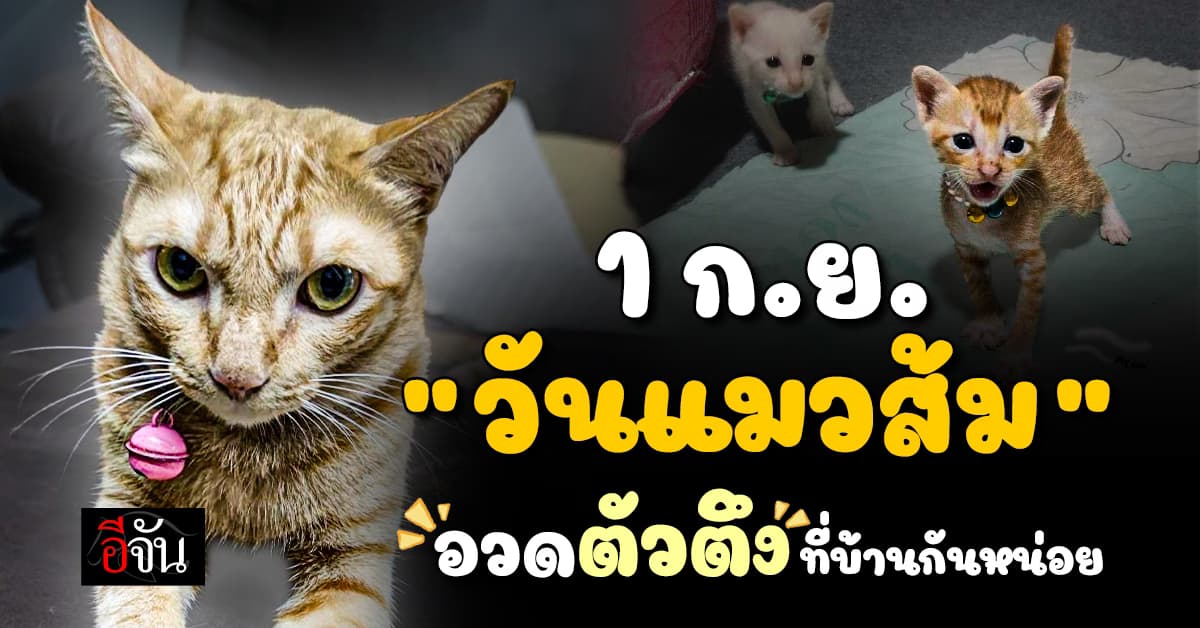 โอบกอดหัวใจเจ้าสี่ขา เปิดที่มา 1 ก.ย. เป็น “วันยกย่องแมวส้ม”