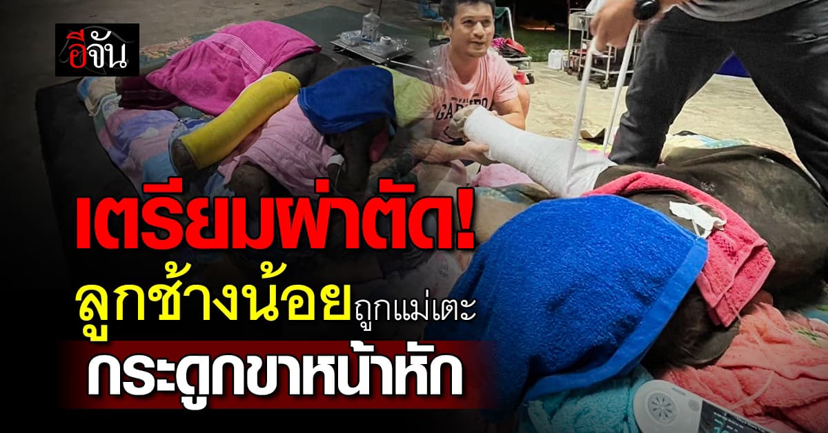 ทีมสัตวแพทย์ เตรียมผ่าตัด “ลูกช้างน้อย” กระดูกขาหน้าหัก บาดเจ็บสาหัส