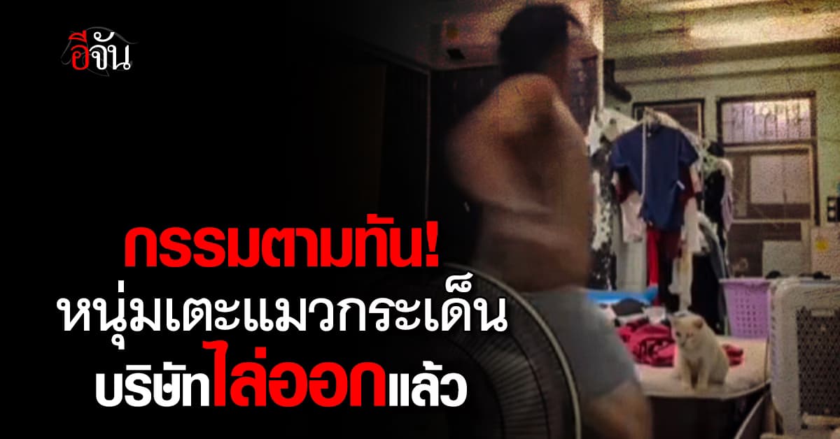 กรรมตามทัน! หนุ่มเตะแมวกระเด็น บริษัทดังสั่งพ้นสภาพพนักงาน-ถูกดำเนินคดี