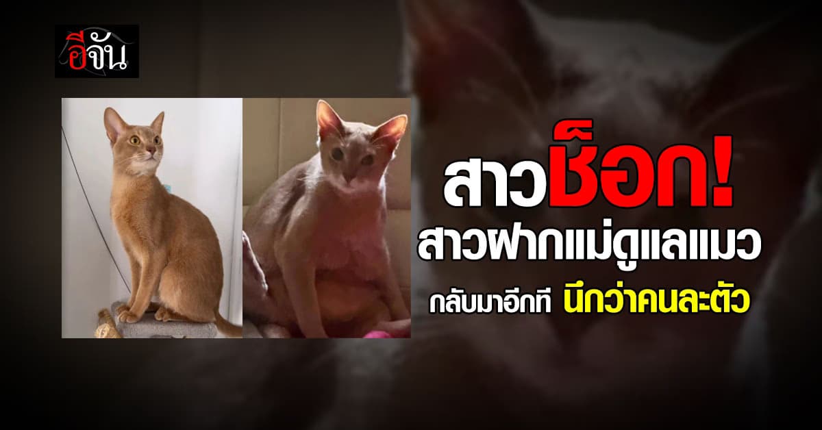 สาวช็อก! สาวฝากแม่ดูแลแมว กลับมาอีกทีนึกว่าคนละตัว