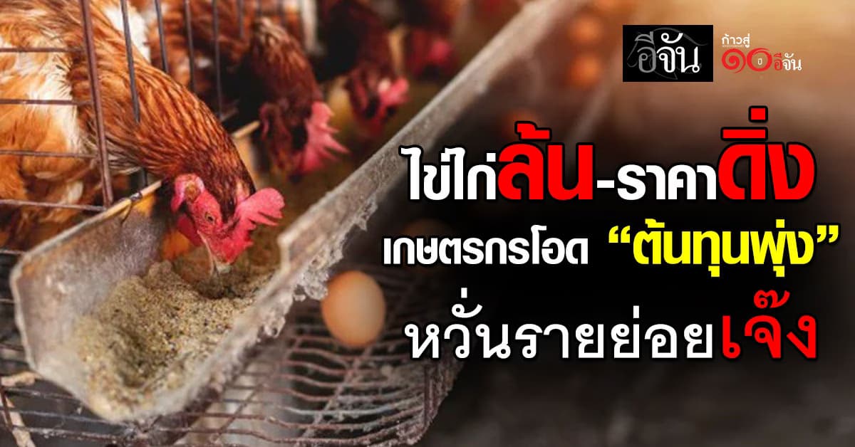 ไข่ไก่ล้น ราคาดิ่ง! เกษตรกรโอดแบกต้นทุนพุ่ง หวั่นรายย่อย “เจ๊ง”