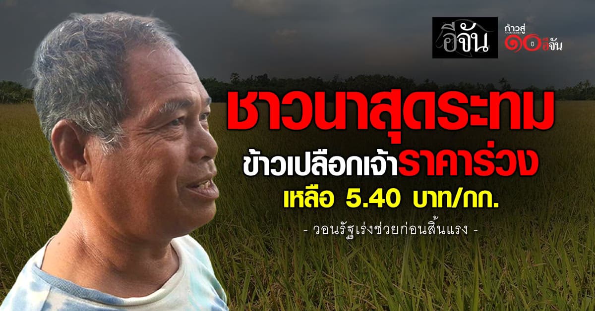 ชาวนาโอด! ข้าวเปลือก ราคาร่วงเหลือ 5.40 บาท/กก. วอนรัฐเร่งช่วย