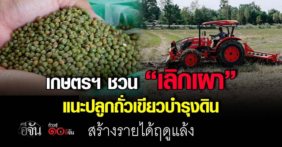เกษตรฯ ชวน “เลิกเผา” ลด PM2.5 แนะปลูกถั่วเขียวบำรุงดิน สร้างรายได้ฤดูแล้ง