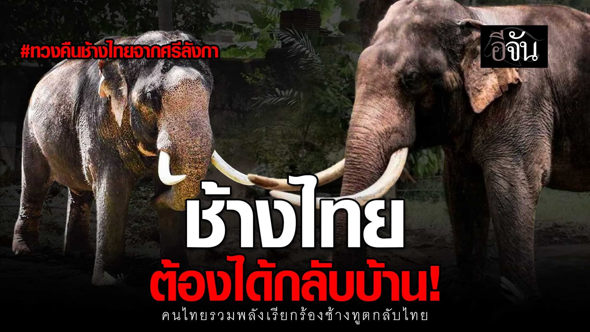 🎬 คนไทยเรียกร้อง! พลายประตูผา – พลายศรีณรงค์ ช้างทูตสันถวไมตรี ต้องกลับไทย