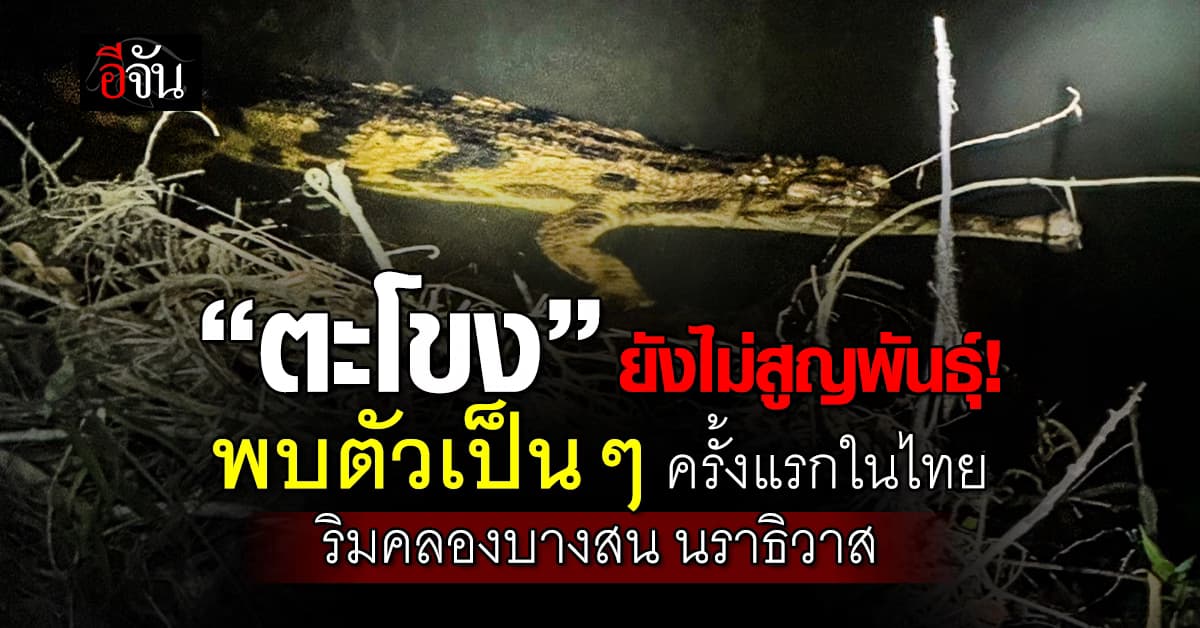 ตะโขงยังไม่สูญพันธุ์! พบครั้งแรกในธรรมชาติไทย