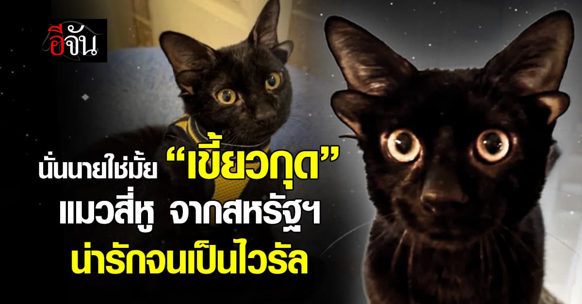 นั่นนายใช่มั้ย “เขี้ยวกุด” แมวสี่หู จากสหรัฐฯ น่ารักจนเป็นไวรัล