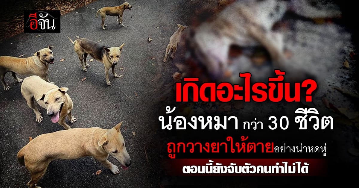 เกิดอะไรขึ้น? หมาจรที่เขาคอหงส์โดนวางยาเบื่อ ตายเกลื่อนกว่า 30 ชีวิต?