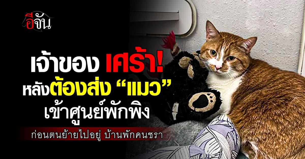 เจ้าของจำใจต้องทำ! ส่งแมวเข้าศูนย์พักพิง หลังตนต้องย้ายเข้าบ้านพักคนชรา