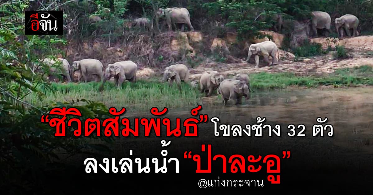 ชื่นใจ! โขลงช้าง 32 ตัว ลงเล่นน้ำป่าละอู ภาพสวยสะท้อนป่าแก่งกระจานยังอุดมสมบูรณ์